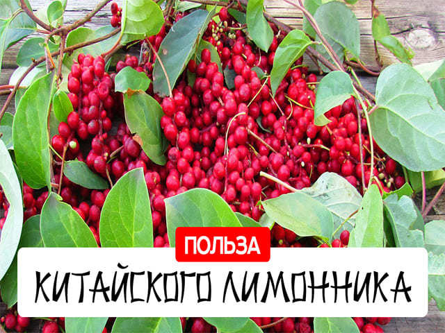 Лимонник для повышения потенции у мужчин: полезные свойства и рецепты