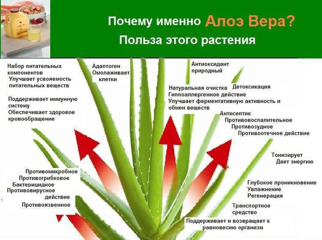 Алоэ для потенции мужчин: польза и вред, рецепты