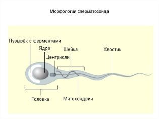 10 советов как 100% улучшить качество спермы у мужчин (+ препараты)