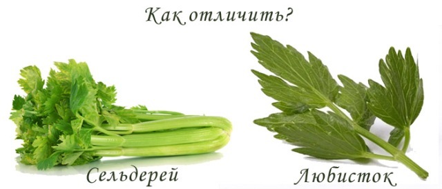 Любисток для потенции: рецепты, польза и вред для мужчин