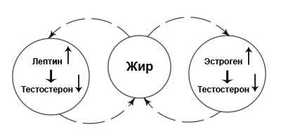 Как лишний вес влияет на потенцию и тестостерон у мужчин?
