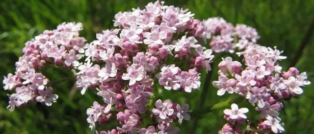 Валерьянка и потенция: влияние, вред и польза для мужчин