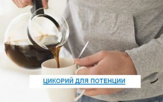 Как цикорий влияет на потенцию: польза и вред для мужчин