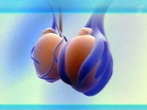 Одно яичко ниже другого у мужчин: почему и что делать?