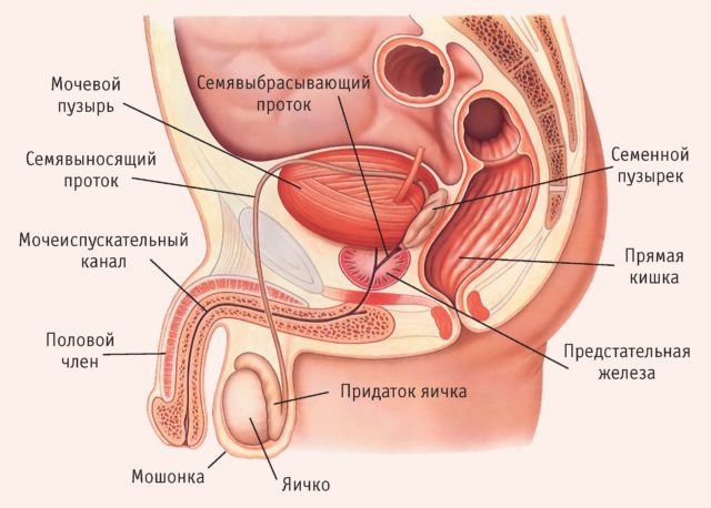 Гнойный простатит у мужчин: причины, признаки и симптомы, лечение, профилактика