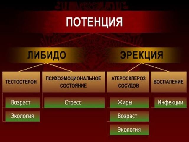 Влияние Престариума на потенцию у мужчин