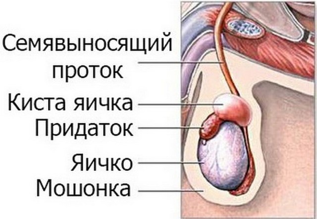 9 болезней яичек у мужчин и детей: описание, симптомы и лечение