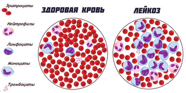 Таблетки Виагра для мужчин: инструкция по применению, цена, отзывы