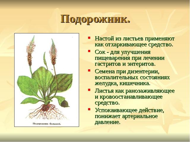 Семена подорожника для потенции: лечебные свойства для мужчин