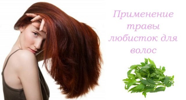 Любисток для потенции: рецепты, польза и вред для мужчин