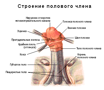 Где находится уздечка у мужчин (фото) на головке, что делать, если короткая и при других проблемах