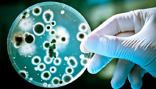 enterococcus faecalis у мужчин: норма, причины, симптомы и лечение