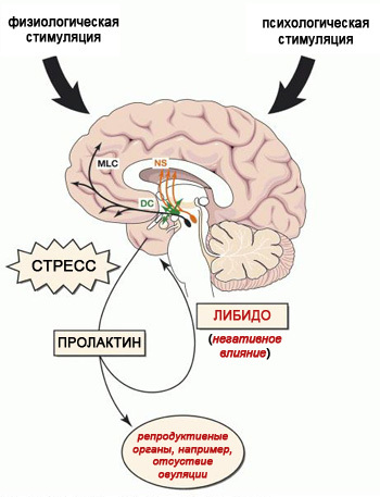 Пролактин у мужчин: норма, повышенный и пониженный уровень, причины и лечение