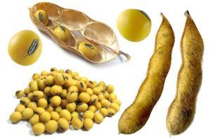 Продукты для повышения потенции у мужчин. ТОП-20