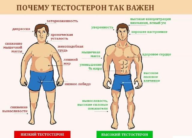 Как повысить уровень тестостерона у мужчин естественными способами?