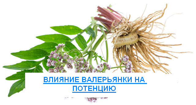 Валерьянка и потенция: влияние, вред и польза для мужчин
